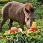 GRAMADOZOO PRESENTEIA ANIMAIS EM COMEMORAÇÃO AOS 18 ANOS DO PARQUE